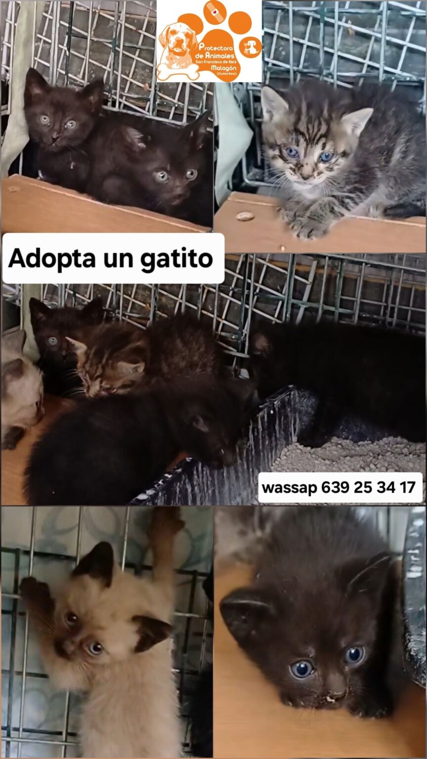 Cómo adoptar un perro en Ciudad Real guía y formulario de adopción