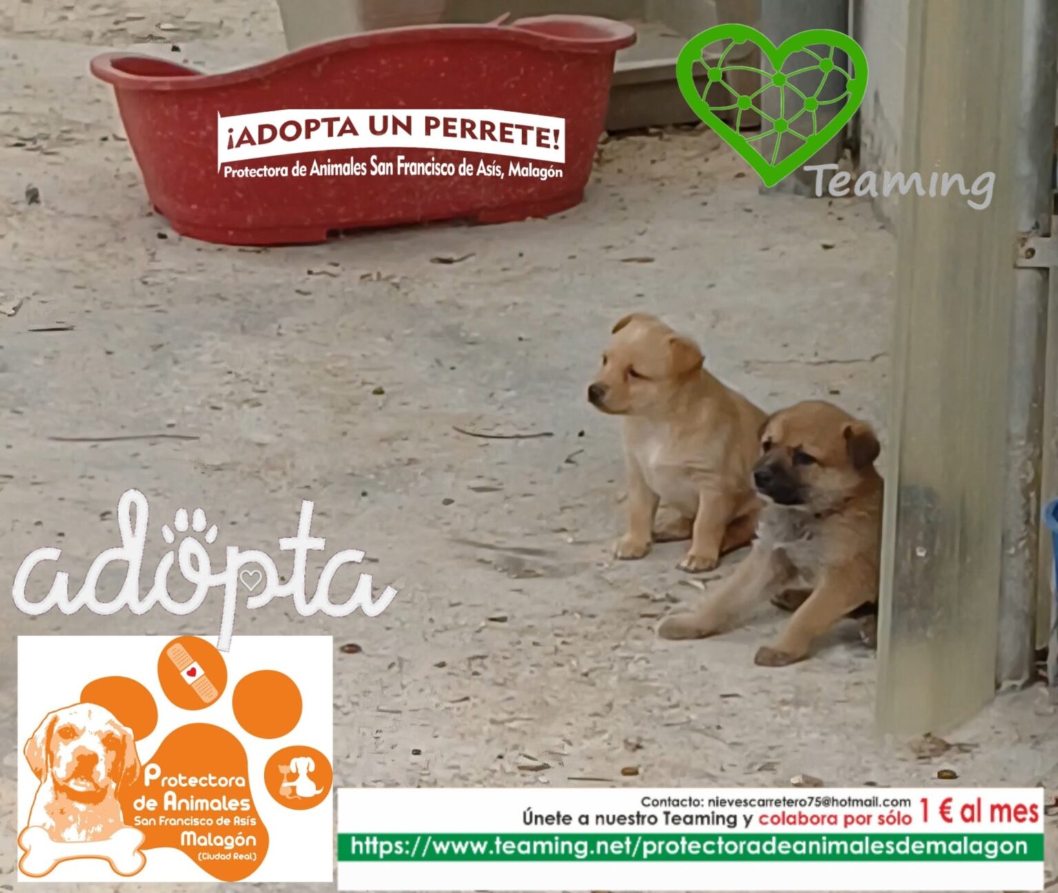 Paseos diarios para reducir el estrés de los perros del refugio en Malagón