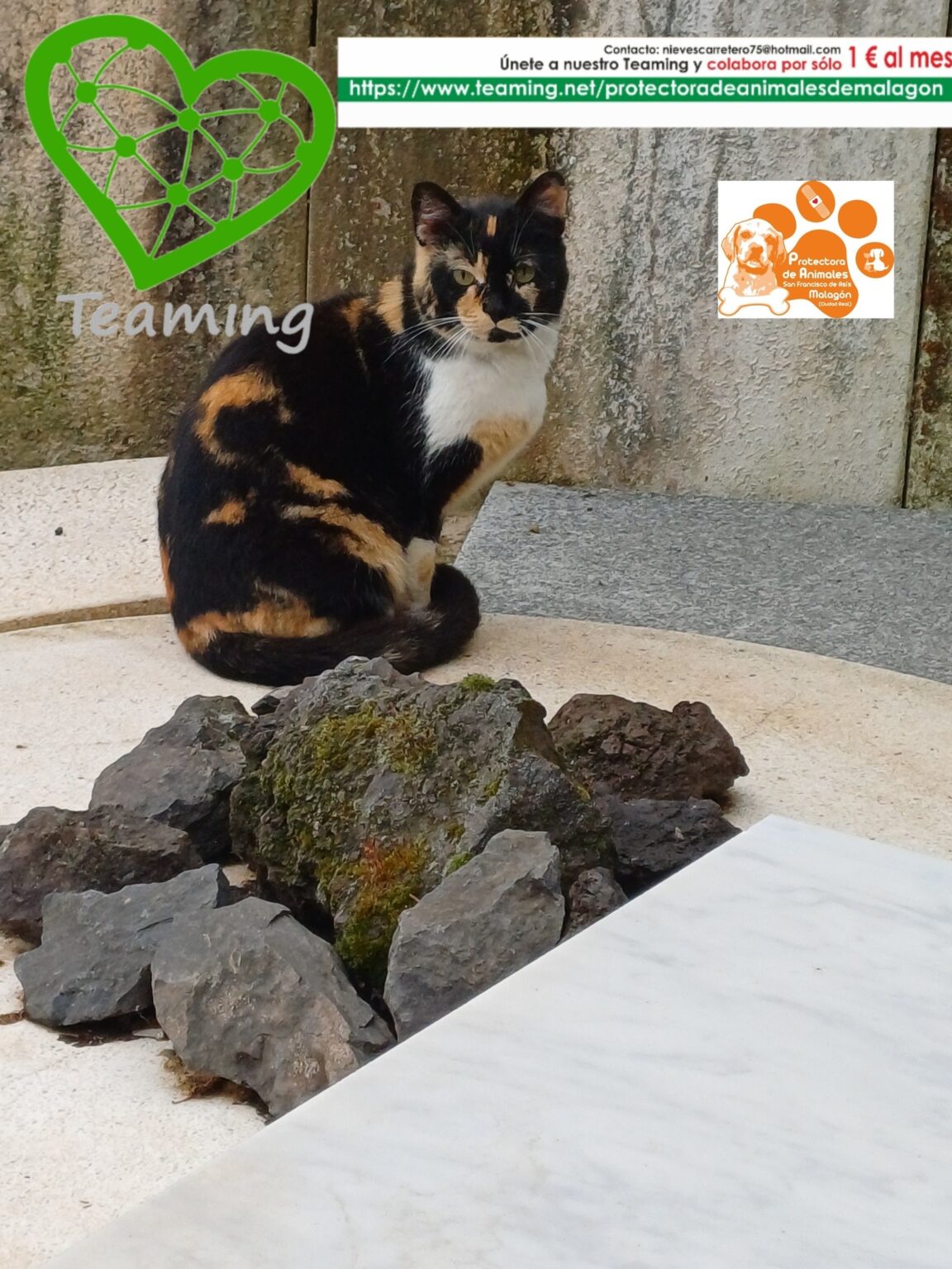 Grupo de voluntarios para socialización de animales rescatados en Ciudad Real