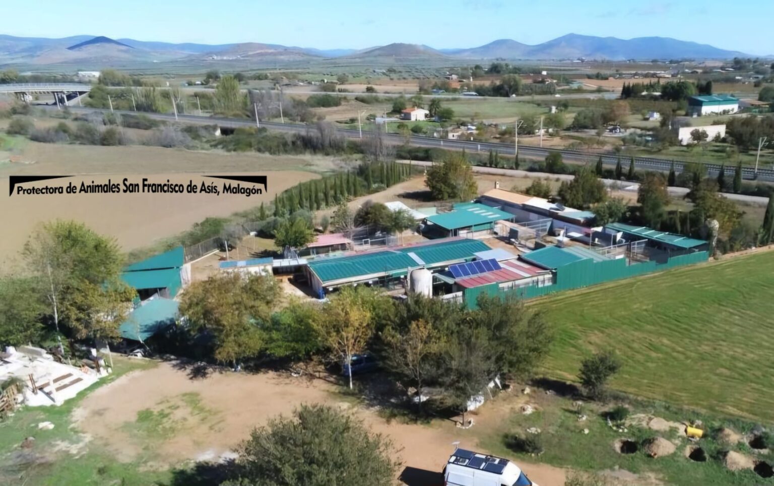 Gatos en adopción castrados y con seguimiento veterinario en Ciudad Real