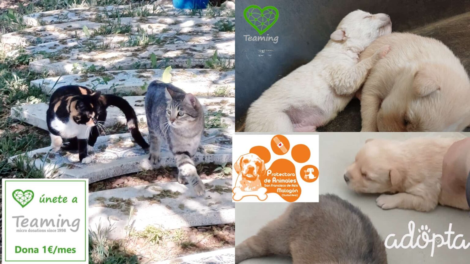 Voluntariado para pasear perros en el refugio de Malagón Ciudad Real