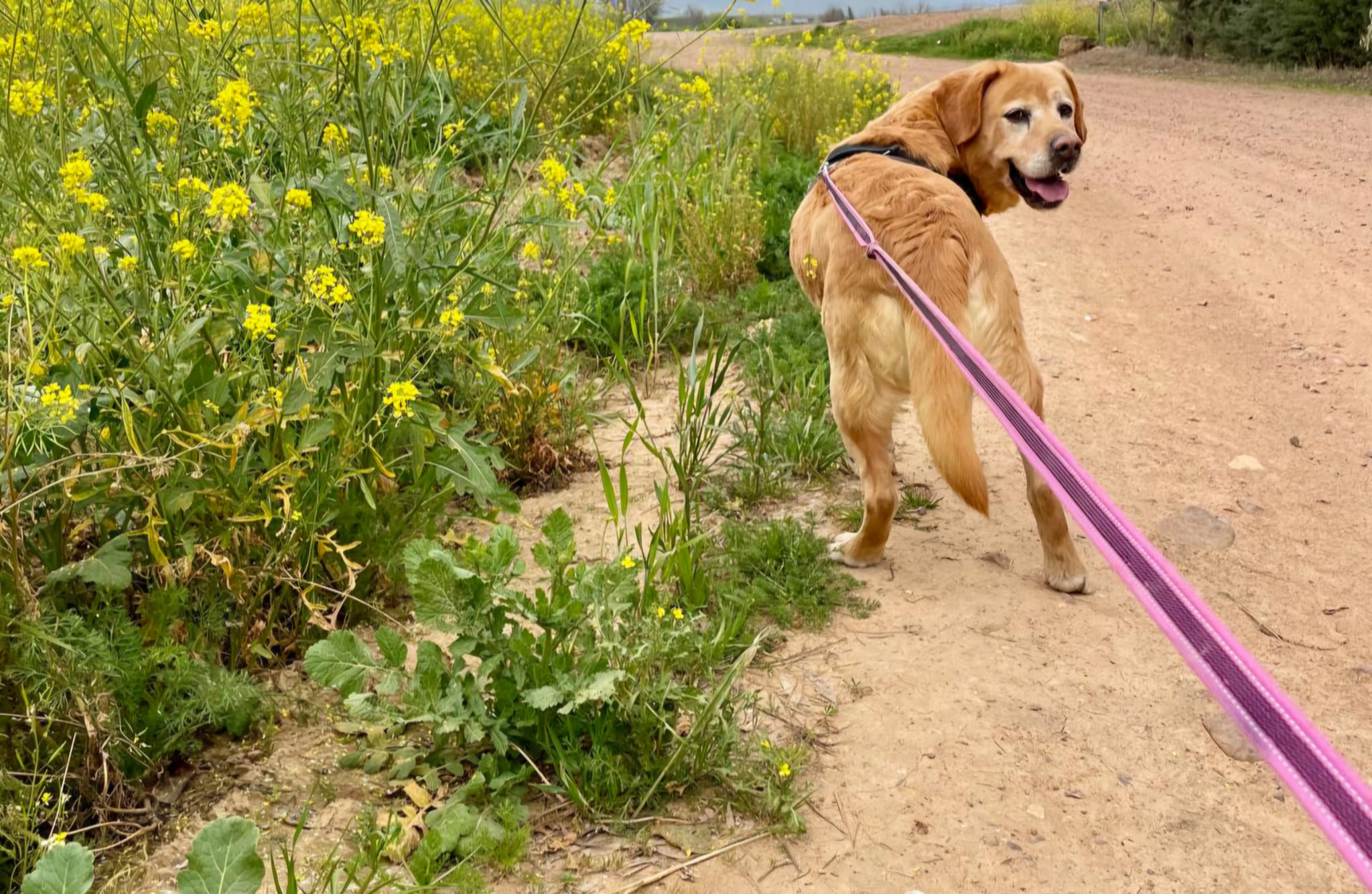 Adopción responsable de perros y gatos en Ciudad Real con más de 20 años de experiencia