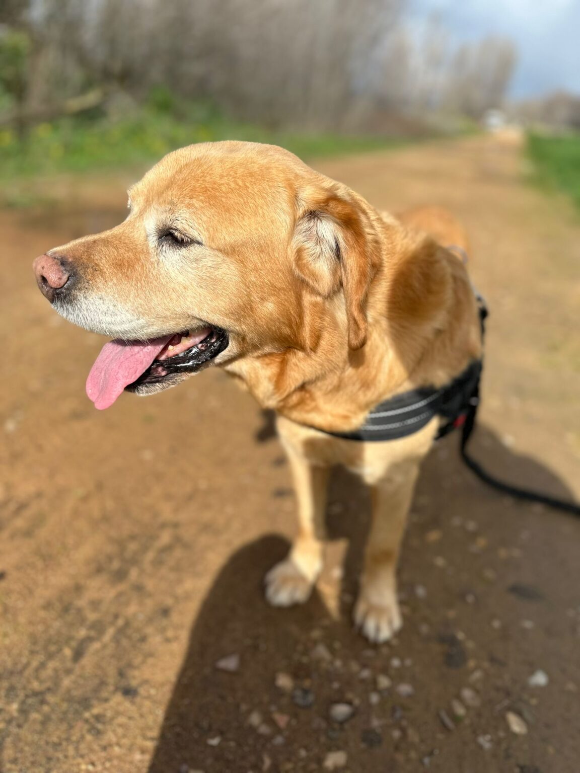 Adopción de perros de todas las edades en Ciudad Real y Malagón