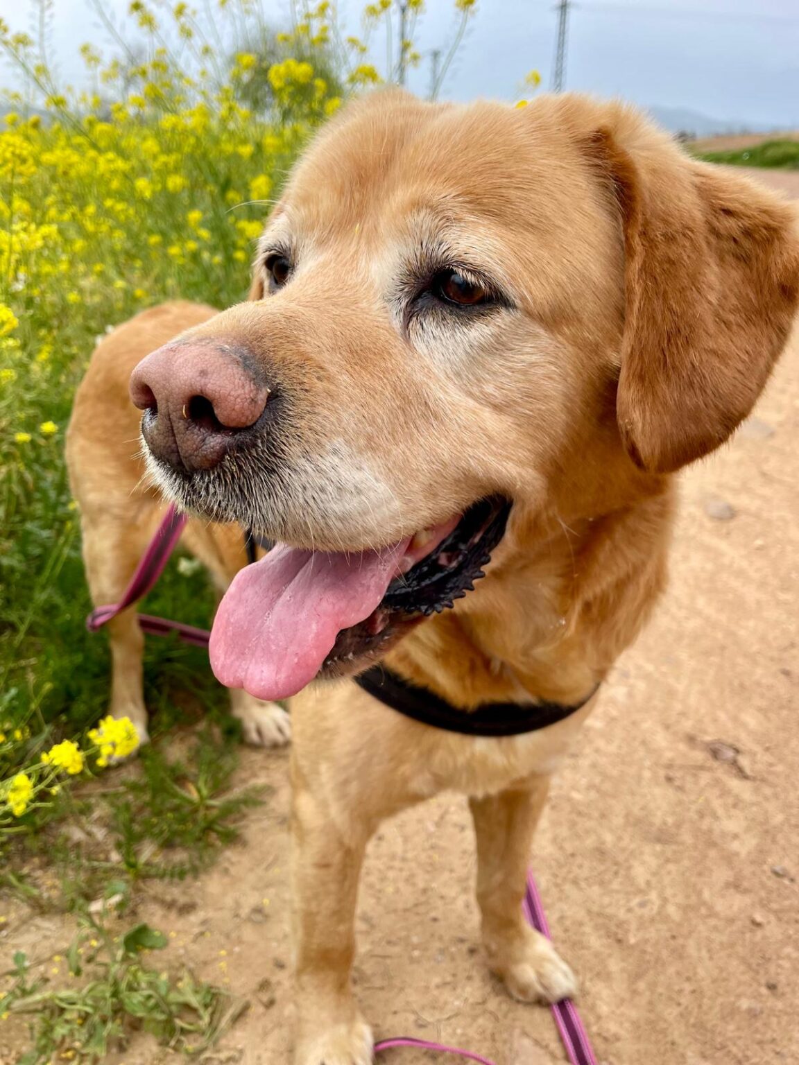 Segunda oportunidad para animales rescatados en la Protectora San Francisco de Asís